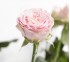 Роза классическая Pink Bubbles